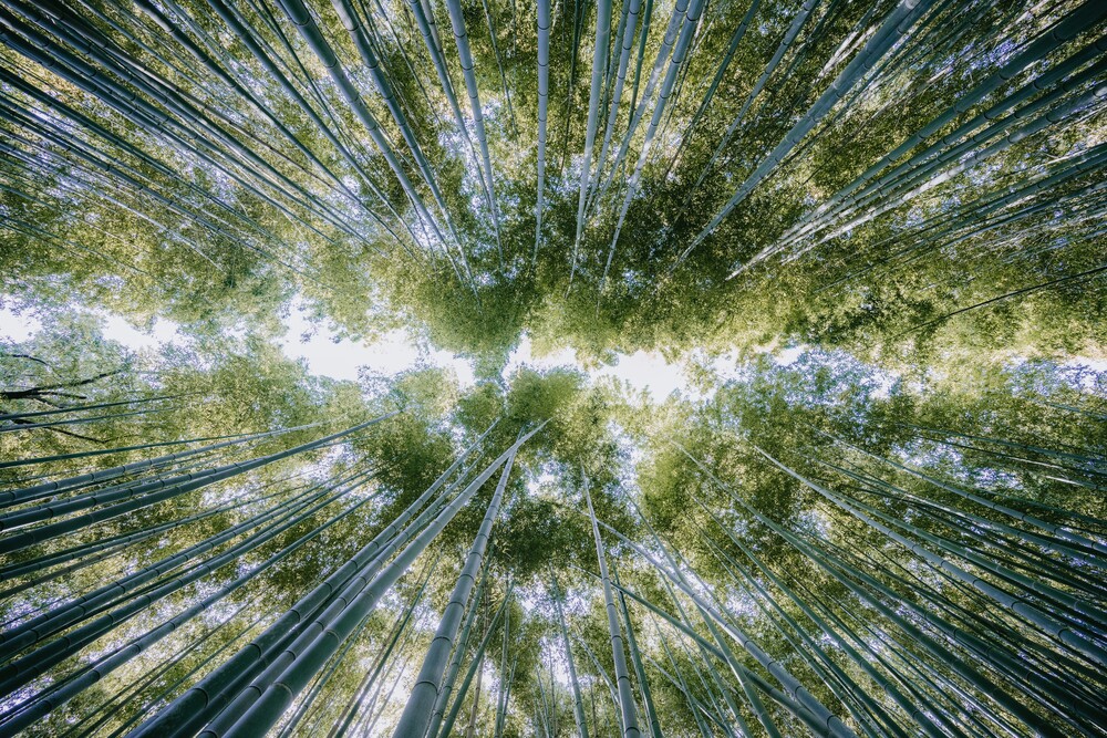 Andre Alexander Fotokunst Bamboo Forest Photocircle