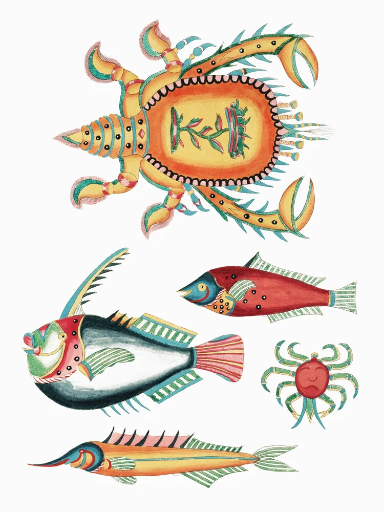 Louis Renard: ilustraciones coloridas y surrealistas de peces y cangrejos - Fotografía artística de Vintage Nature Graphics