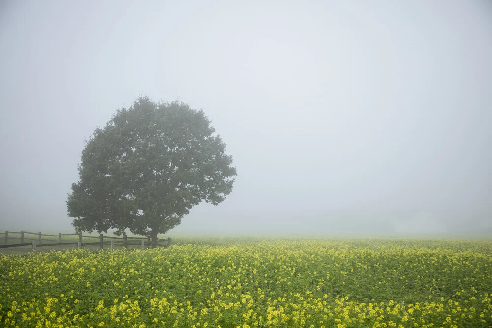 Campo de mostaza con árbol en la niebla - Fotografía artística de Nadja Jacke