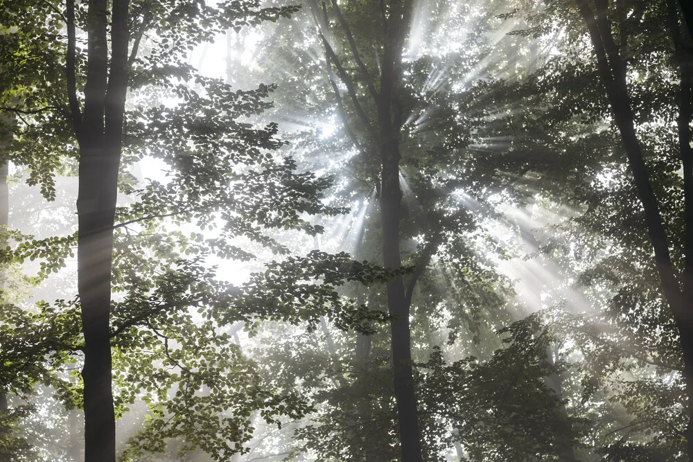 Niebla en el bosque caducifolio - Fotografía artística de Nadja Jacke