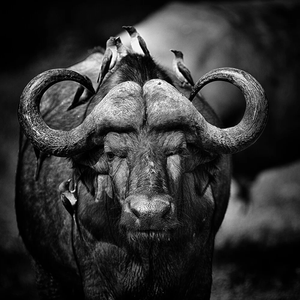 Retrato de búfalo del Bajo Zambeze - Fotografía artística de Dennis Wehrmann