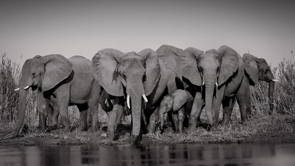 Grupo de elefantes en el poderoso Zambezi - Fotografía artística de Dennis Wehrmann