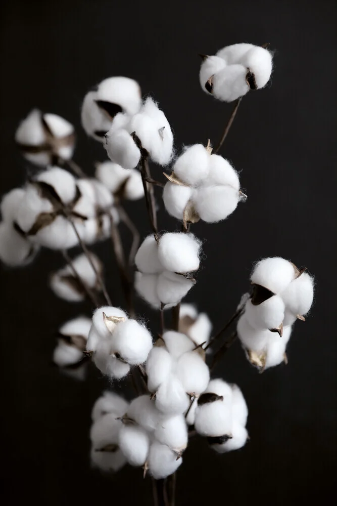 Algodón de azúcar - flores secas - Fotografía artística de Studio Na.hili