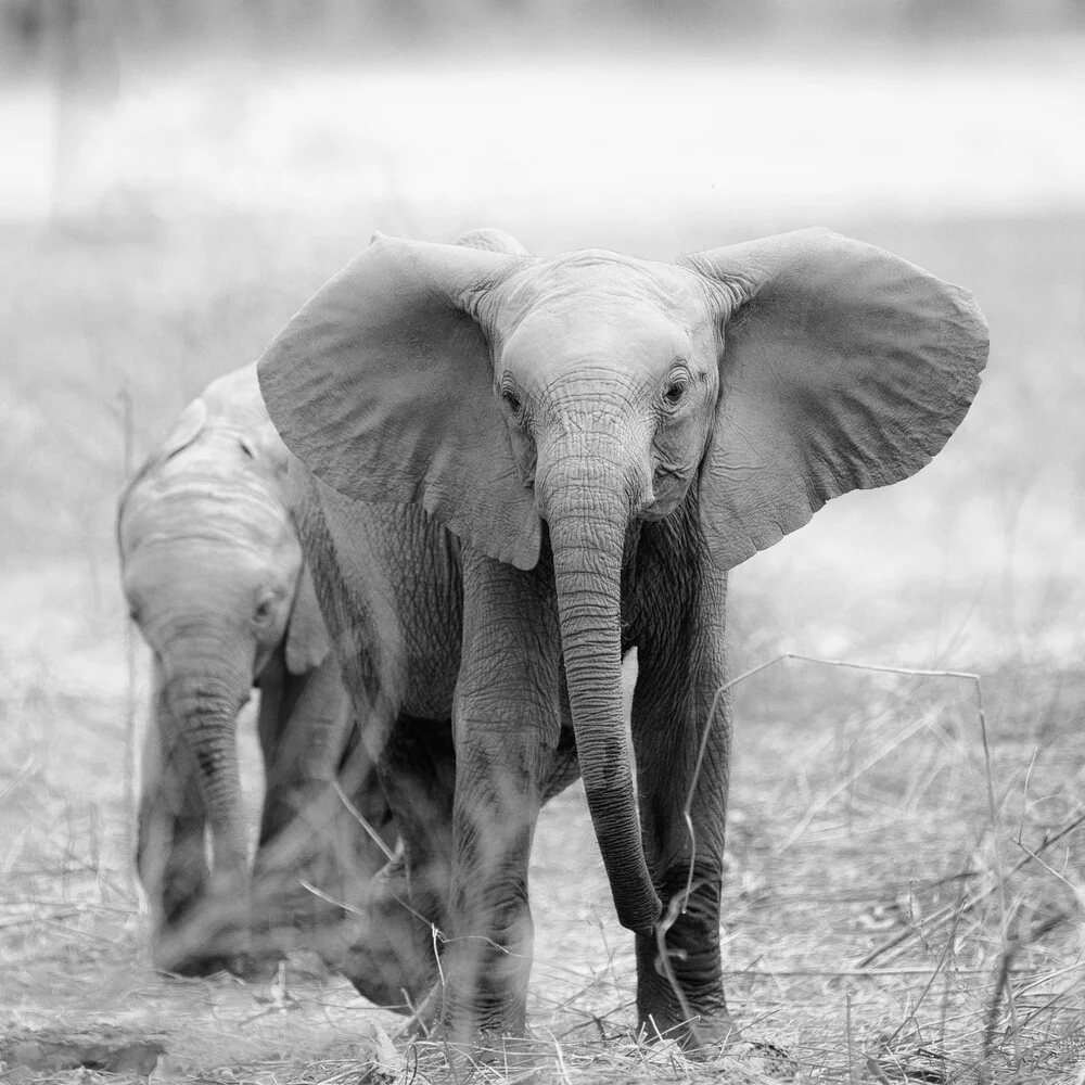 futuros elefantes - Fotografía artística de Dennis Wehrmann