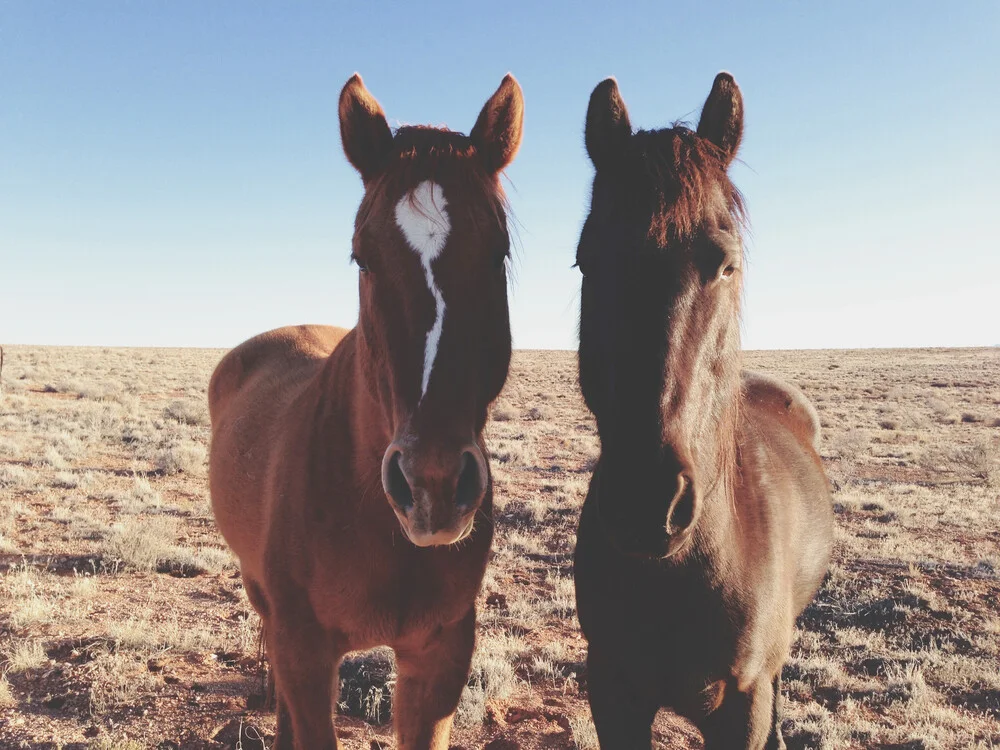 Horse Friends - Fotografía artística de Kevin Russ