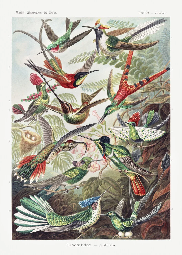 Ernst Haeckel: Trochilidae Kolibris - Fotografía artística de Vintage Nature Graphics
