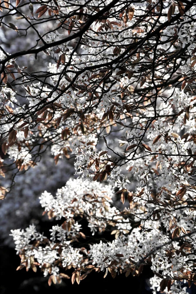 flores blancas de primavera de Japón - Fotografía artística de Studio Na.hili
