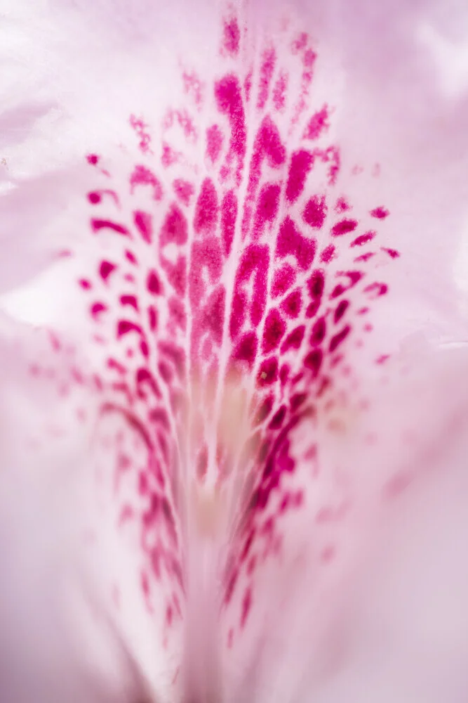 Flor de rododendro - Fotografía artística de Nadja Jacke