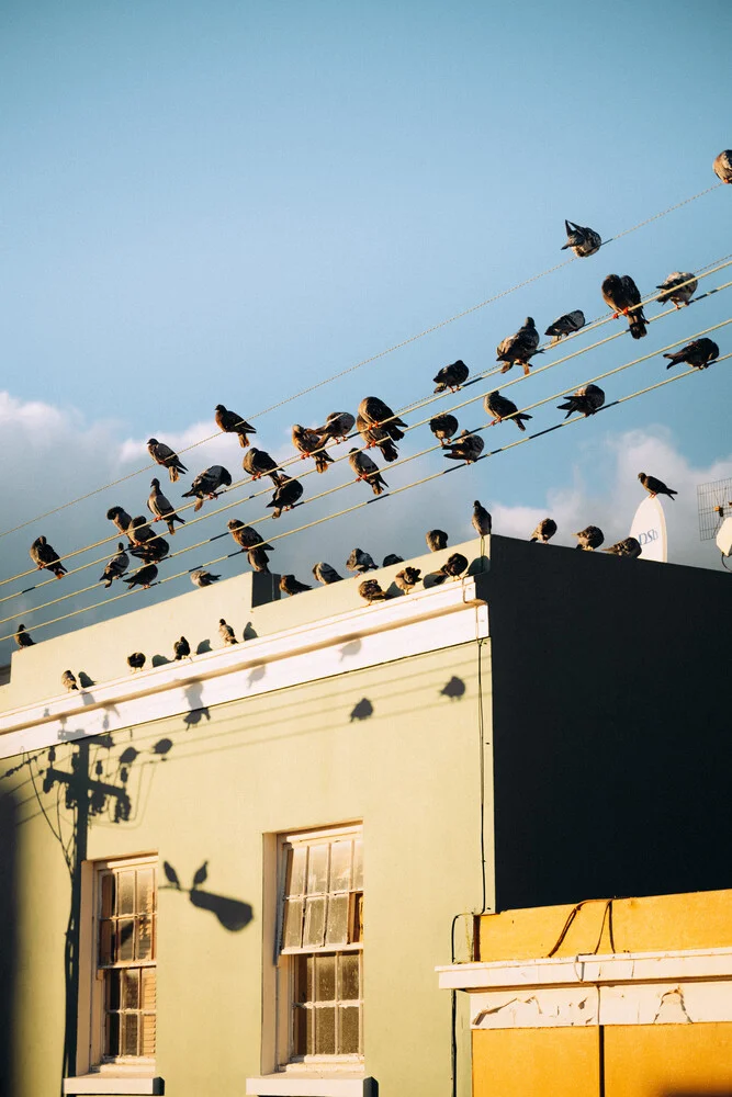 Los pájaros - Fotografía artística de André Alexander
