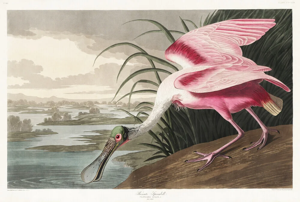 John James Audubon: Espátula rosada - Fotografía artística de Vintage Nature Graphics