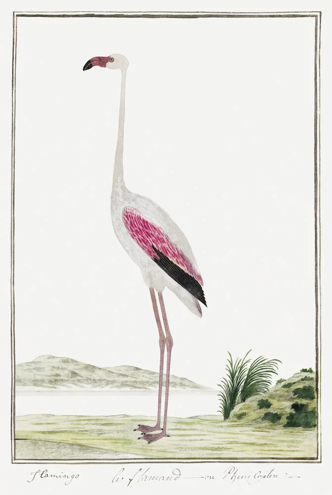 Phoenicopterus ruber roseus - fotografía de Vintage Nature Graphics