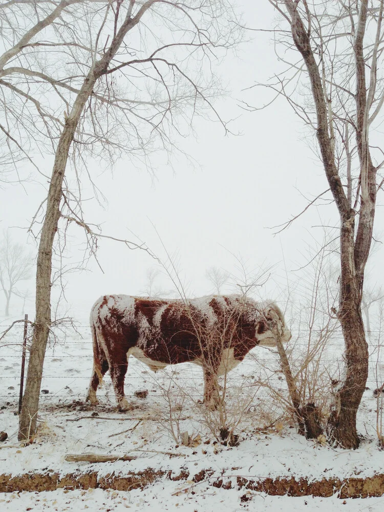 Snowy Bull - Fotografía artística de Kevin Russ