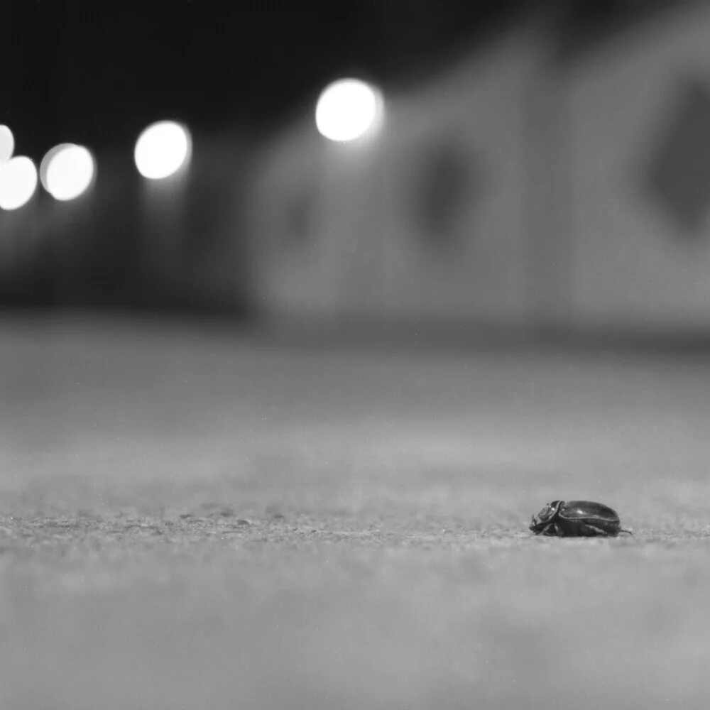 Escarabajo - fotokunst de Tas Careaga