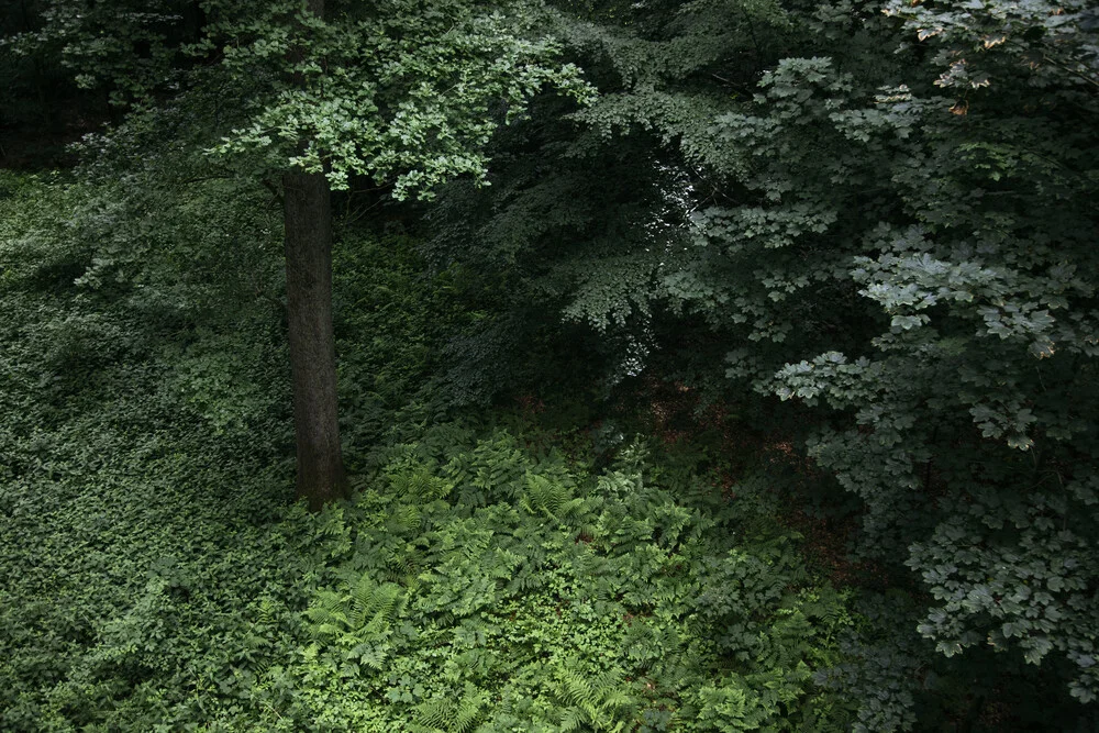 Bosque visto desde arriba en verano - Fotografía artística de Nadja Jacke