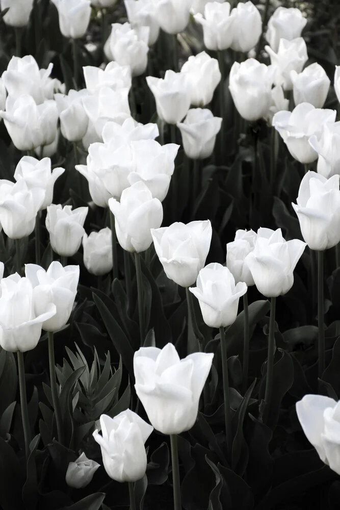 cielo de primavera de tulipanes blancos - Fotografía artística de Studio Na.hili