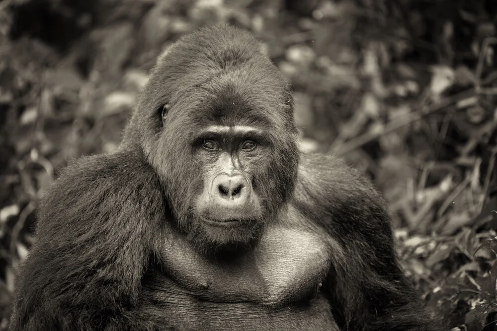 espalda plateada - el gentil gobernante de la selva tropical - Fotografía Fineart de Dennis Wehrmann