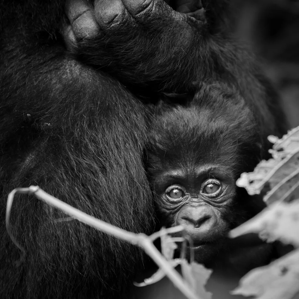 Bebé gorila - Fotografía artística de Dennis Wehrmann