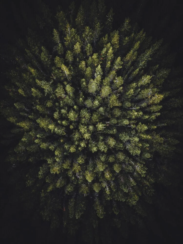Bosque de arriba hacia abajo - Fotografía artística de Patrick Monatsberger