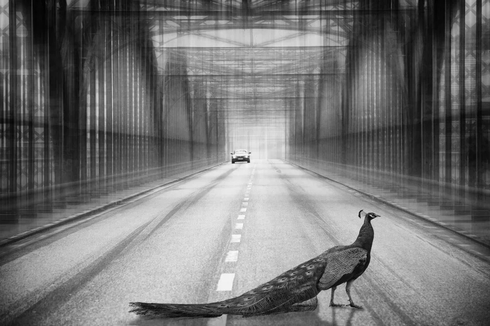 pavo real en el puente - Fotografía artística de Roswitha Schleicher-Schwarz
