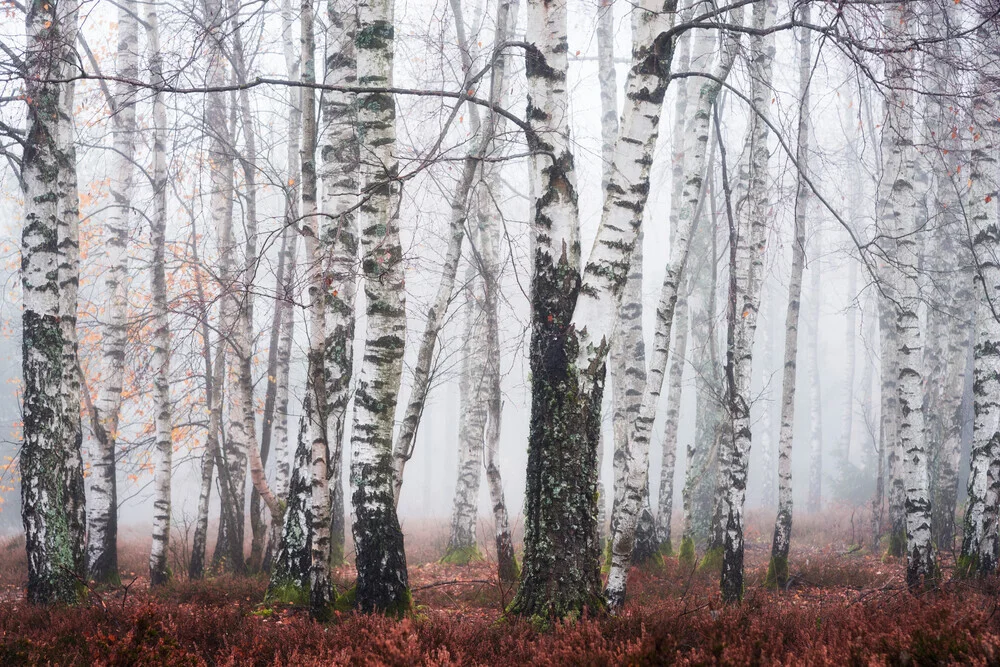 Wald XI - fotografía de Heiko Gerlicher