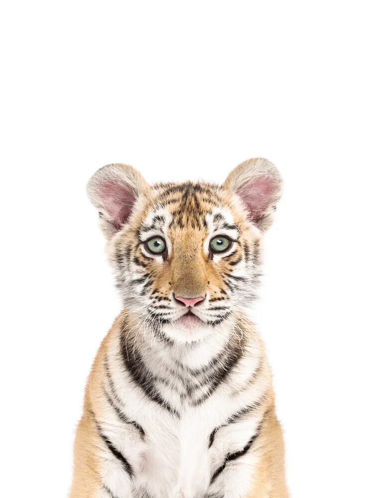 Bebé tigre - Fotografía artística de Kathrin Pienaar