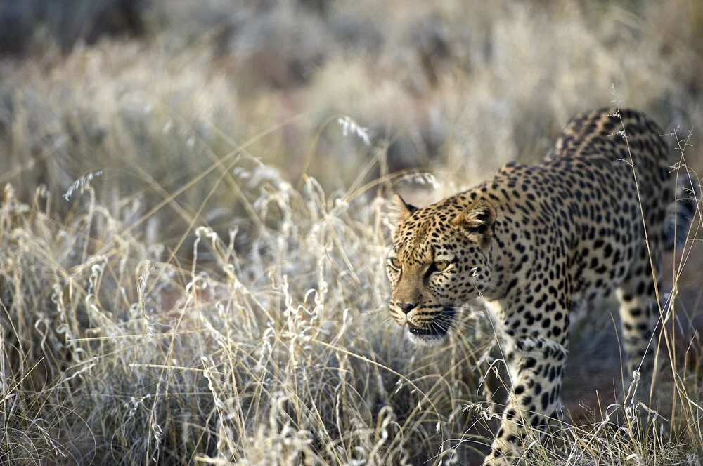 Leopardo en Hammerstein, Namibia - fotokunst von Norbert Gräf