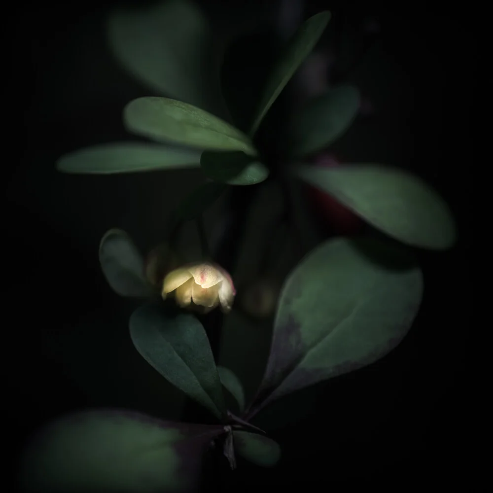 Blüte - fotokunst de Gregor Ingenhoven