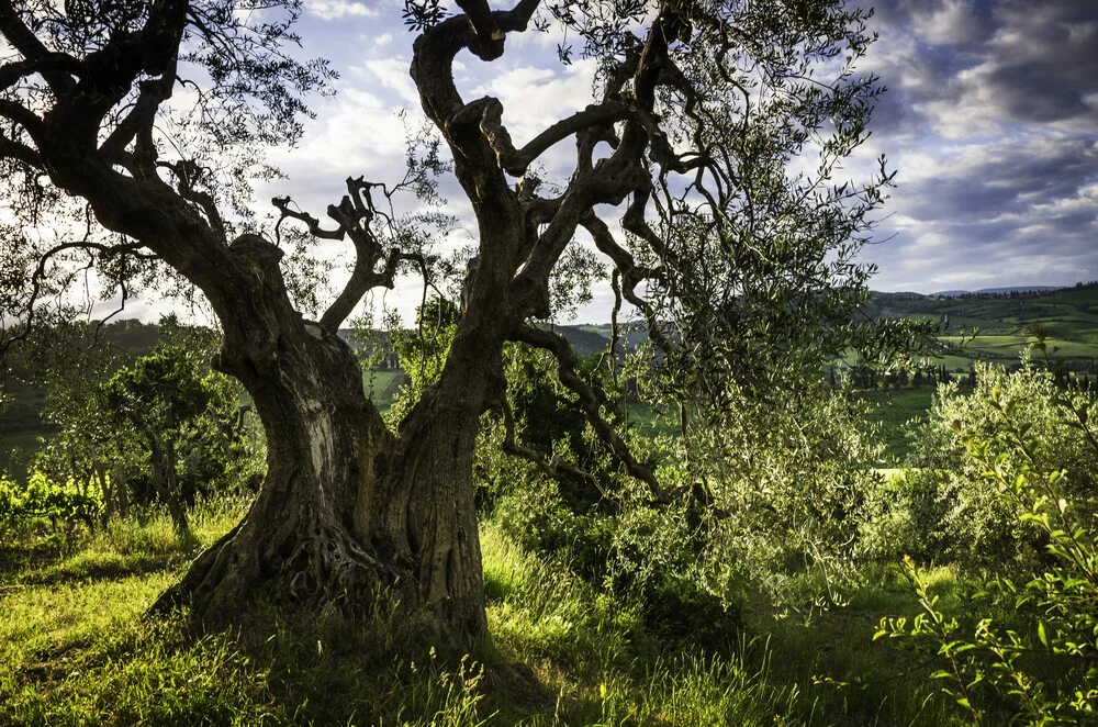 Der alte Olivenbaum - fotokunst de Heiko Gerlicher