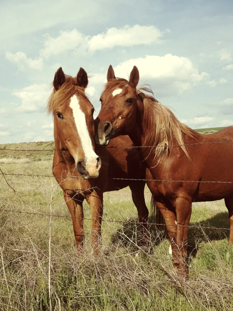 Horse Affection - fotografía de Kevin Russ