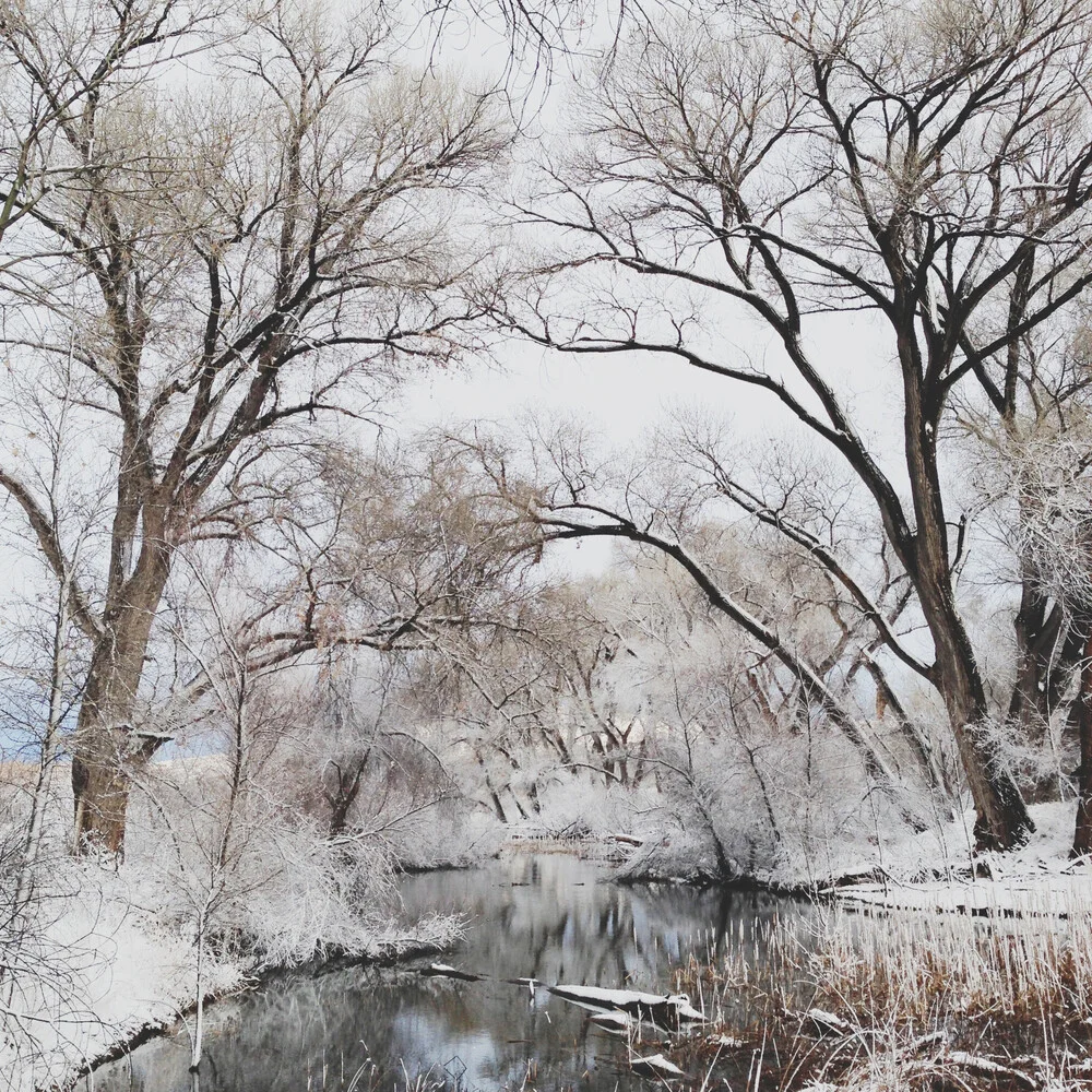 Winter Canopy - Fotografía artística de Kevin Russ