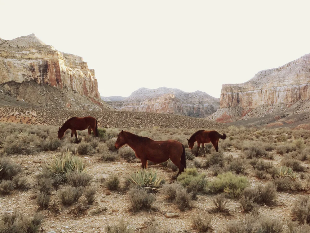 Southwest Wild Horses - fotografía de Kevin Russ