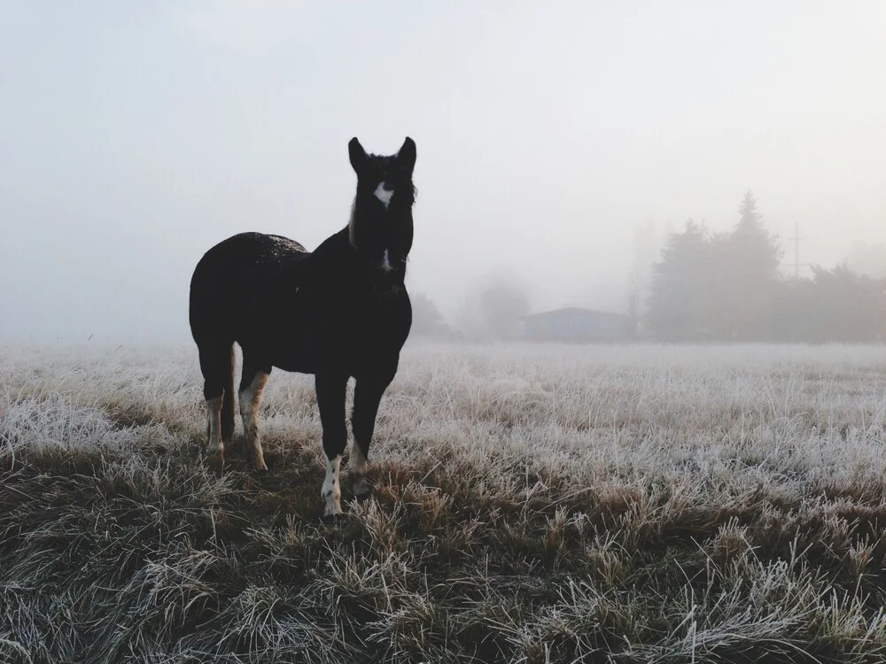 Frosty Morning Horse - Fotografía artística de Kevin Russ