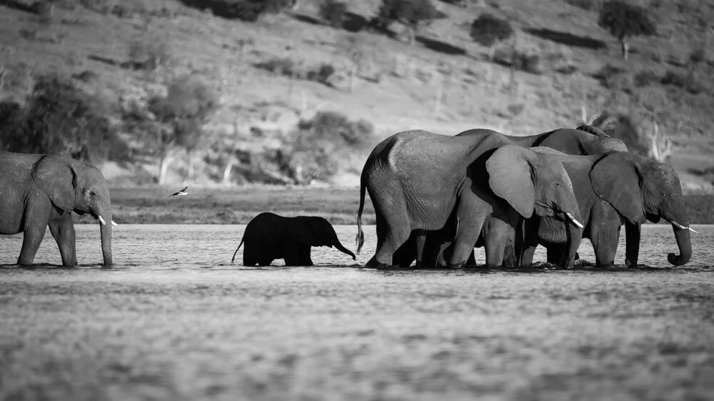 Elefantes cruzando el Sambesi - Fotografía artística de Dennis Wehrmann