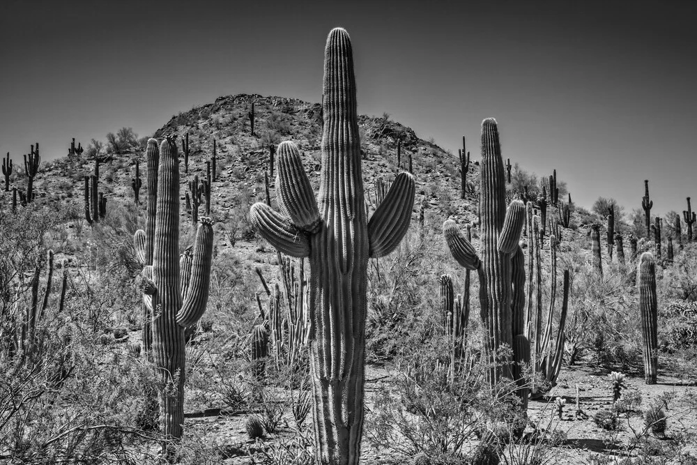 Paisaje de Arizona en blanco y negro - Fotografía artística de Melanie Viola
