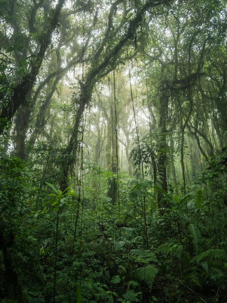Bosque nuboso de Santa Elena 1 - Fotografía artística de Johann Oswald