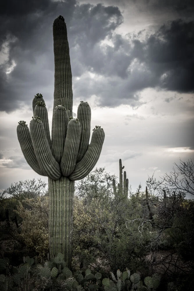 Cactus gigante - Fotografía artística de Marc Rasmus