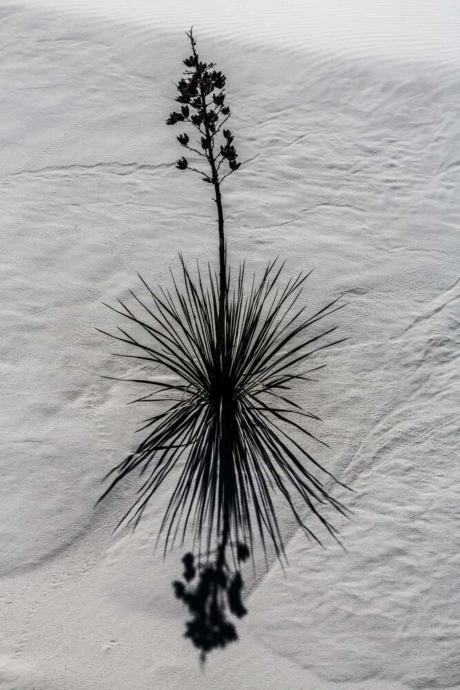 White Sands Flower - Fotografía artística de Marc Rasmus