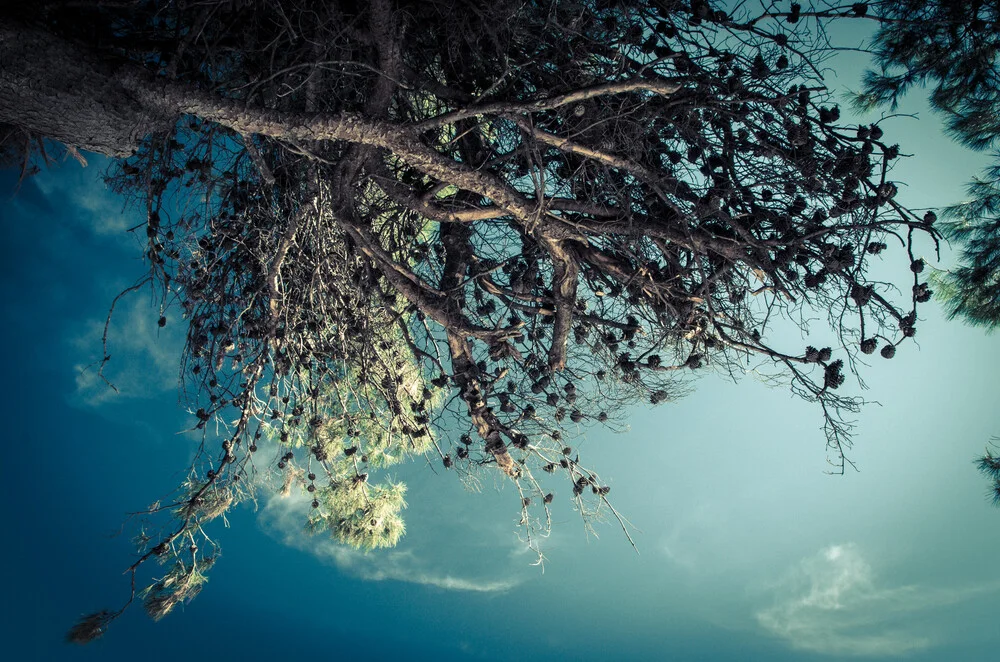El árbol - Fotografía artística de Gabriele Spörl