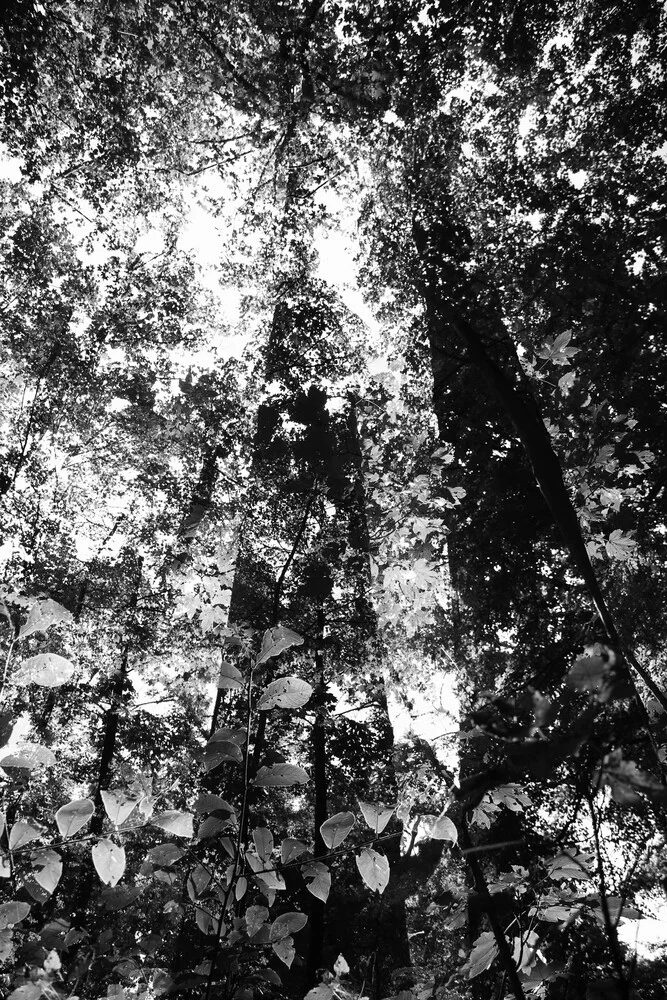 árboles - Fotografía artística de Rolf Bökemeier