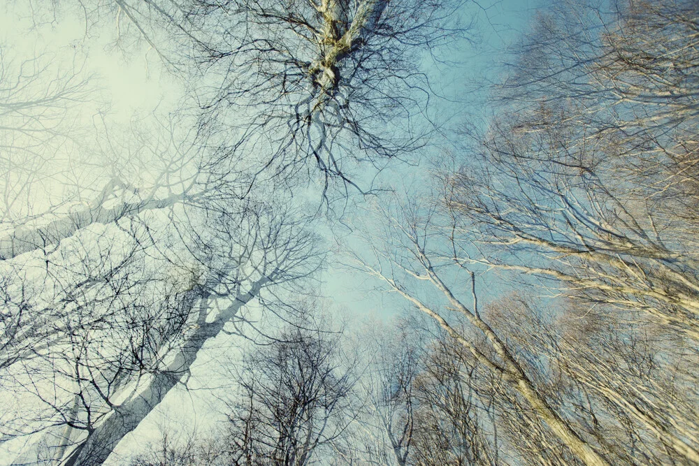 Winterlicher blauer Himmel im Teutoburger Wald - Fotografía artística de Nadja Jacke