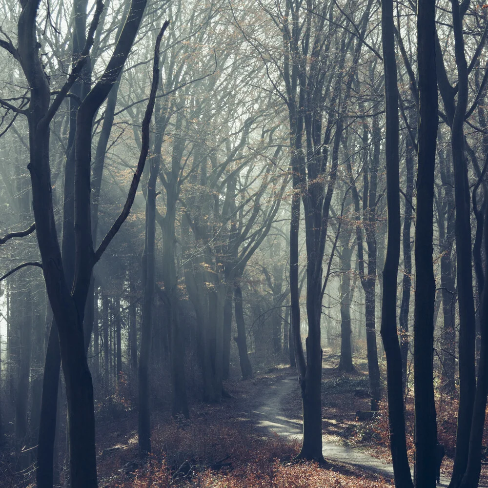Camino forestal bajo el sol de invierno en el bosque de Teutoburgo - Fotografía artística de Nadja Jacke