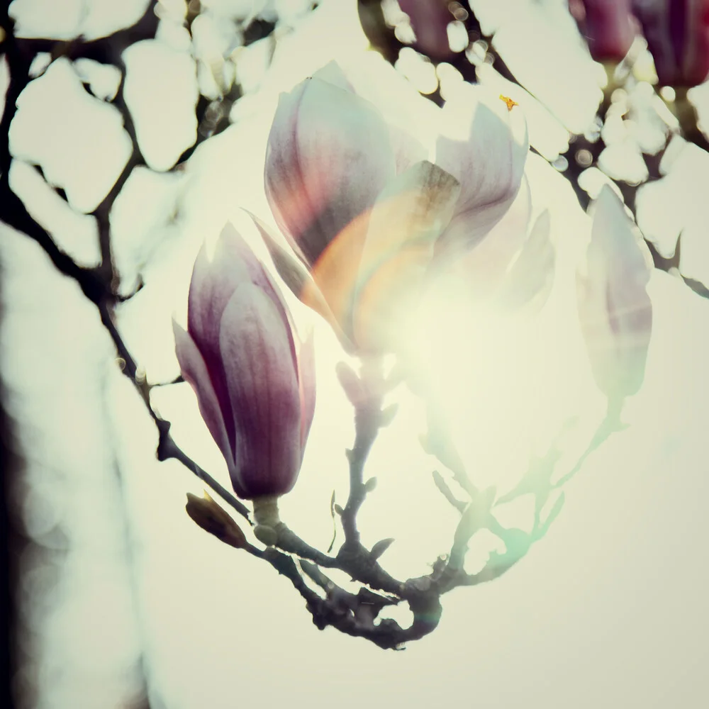 Magnolia Blossom bajo el sol de primavera - Fotografía artística de Nadja Jacke