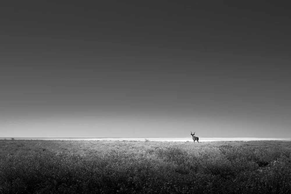 Lone Kudu - Fotografía artística de Tillmann Konrad