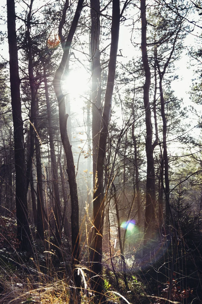 Teutoburger Wald en strahlendem Sonnenlicht - fotokunst de Nadja Jacke