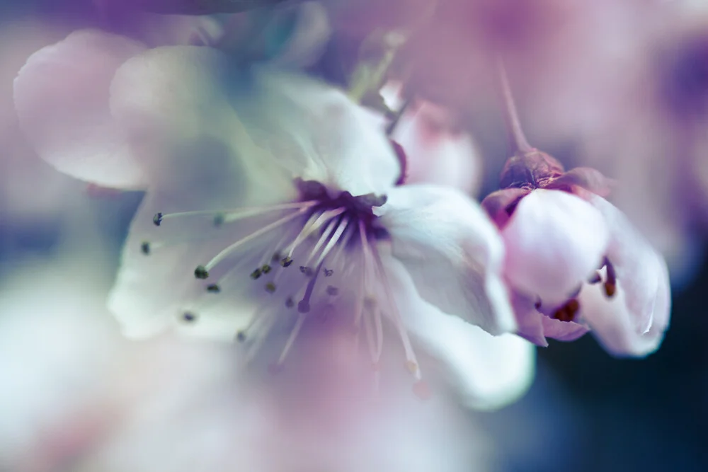 Detalle de flores - fotokunst von Gabriele Spörl