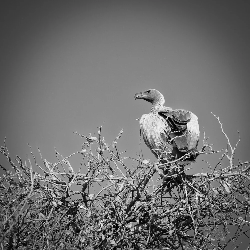 Vulture Kapama Game Reserve Sudáfrica - Fotografía artística de Dennis Wehrmann