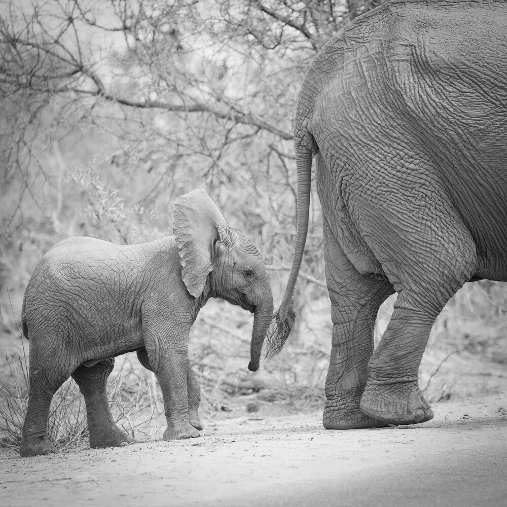 Bebé Elefante Parque Nacional Krüger Sudáfrica - fotokunst von Dennis Wehrmann