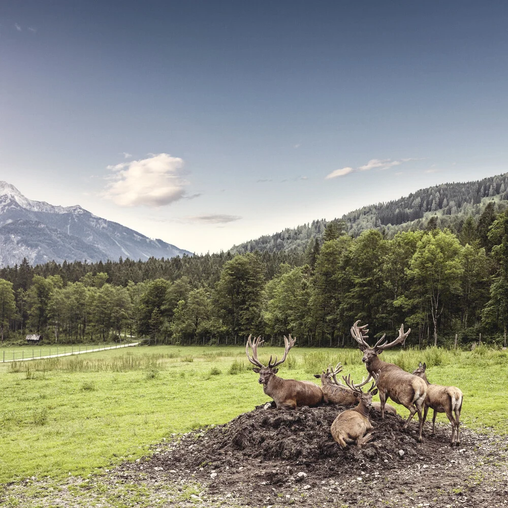 ciervos rojos en las montañas - fotokunst von Markus Schieder