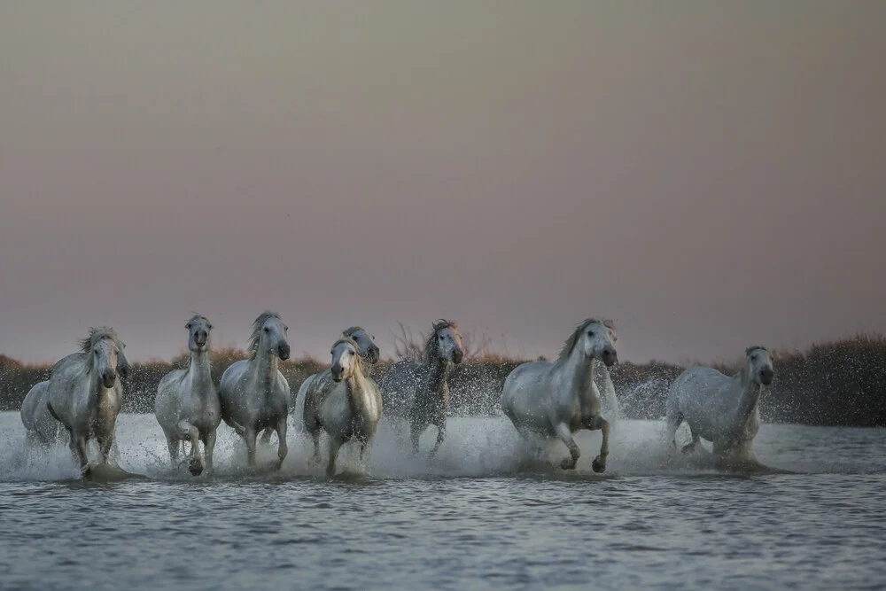 caballos salvajes - Fotografía artística de Nicolas De Vaulx