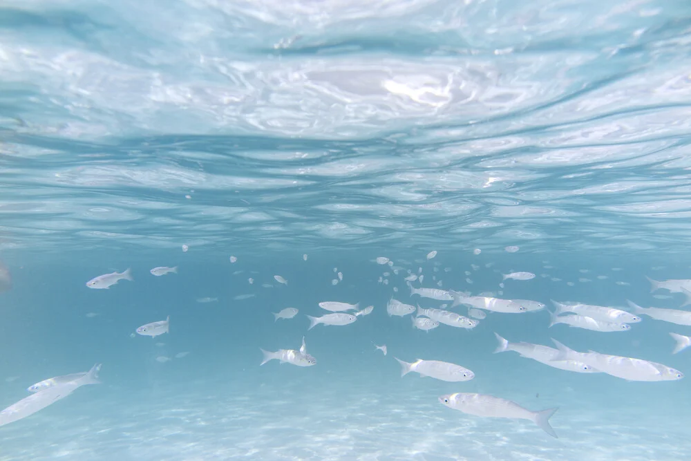 Peces en el Mediterráneo - Fotografía artística de Nadja Jacke